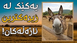 ١٠ سەیرترین زانیاریەکان دەربارەی گوێدرێژ | ئاژەڵناسی ٣