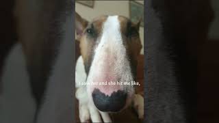 AWOOP JUMPSCARE #dogs #cute #bullterrier #edits #funny