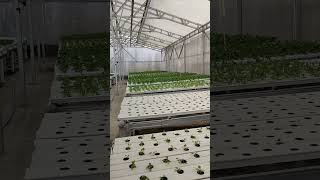 Hidroponik NFT #fathanahid #hidroponik #hidroponikindonesia #hydroponics #pertanianindonesia