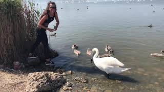 ЛЕБЕДИНАЯ ИСТОРИЯ В КУРОРТЕ ЕВПАТОРИЯ ))) SWAN HISTORY IN THE RESORT OF EUROPATHY)))