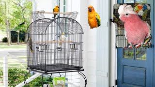 how to clean your birds setup... اپنے برڈز شیڈ کی صفائی ۔۔۔۔۔