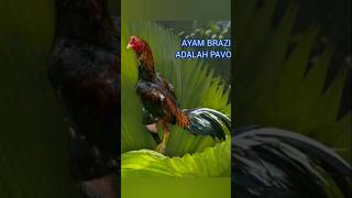 Ayam brazil pavoritku