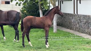 colt Totem Palladium SV by Glock’s Toto Jr. - Sir Donnerhall l, 2024 y.b., 5.5 months old, Oldenburg