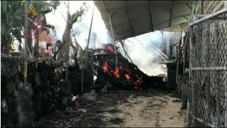 Lava Destroys A Banana Plantation Cumbre Vieja La Palma