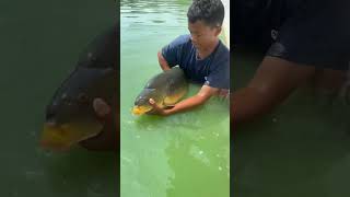 Penurunan ikan mas babon 9kg-14kg #trending #viral #video #shorts #short #support #like #mancing