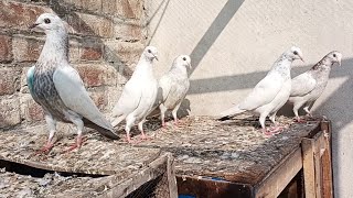 Baby pigeon Aaj udane Lage thy |M Asad Birds | #masadbirds