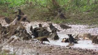 " Hann '  calat  i sturn " ( Sono arrivati gli  storni ) / Sturnus vulgaris