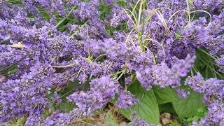 Bees on the lavender patch beside Sharpham House