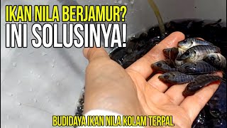 Cara Mengobati Jamur Pada Ikan Nila, Mudah dan Murah!