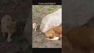 Funny Father of Lion Cub 🤣 | Mustafa Insights |