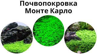 Почвопокровка микрантемум монте карло (Micranthemum sp. "Monte Carlo")