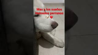 Max y sus sueños 🧡 🐕#shorts