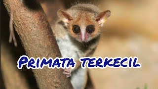 Lemur Tikus Primata Terkecil di Dunia | Sarjana Mipa