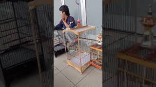 burung ciblek ngebren