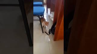 funny cat video #shorts