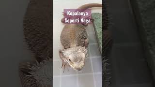 Kepala Naga bearded dragon