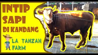 SAPI BAKALAN SUPER DI KANDANG LA TAHZAN FARM