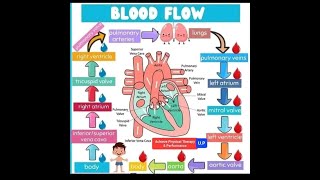 HOW TO WORK HUMAN HEART WITH FLOW CHART