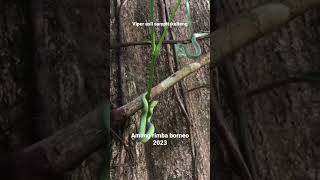 Viper GALAK⚠️ Borneo sampit - kalimantan tengah 🇮🇩#borneo #sampit #video #snake #vipersnake