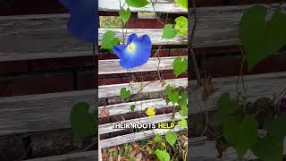 Blue Morning Glories in November #centralflorida #gardening