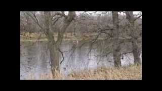 Trumpeter Swan comeback in central minnesota