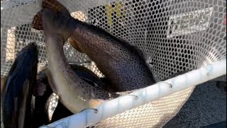 Maine fish stocking brown trout!