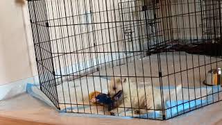 Westie puppy plays with Donald Trump