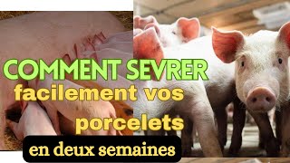 comment sevrer facilement vos porcelets en deux semaine?