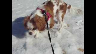 First time in the snow for Rosy the Cavalier King Charles Spaniel