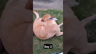 Day 2 until my dog gets 1k subscribers