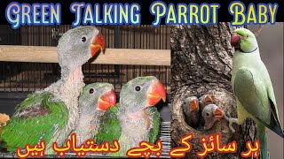 Indian Ringneck Chicks For Sale 2022 | Talking Parrot Chicks For Sale