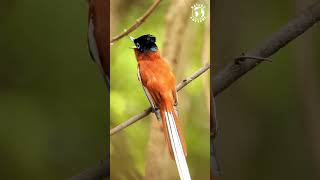 FLYCATCHER | WONDERFUL BIRDS | BIRDS CHIRPING | RELAXING SOUNDS | STRESS RELIEF | BIRDS SOUNDS