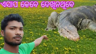 ଏସାପ କେବେ ଦେଖିନଥିବେ? କେତେ ବଡ଼ ସାପ /Bapi lifestyle new vlog