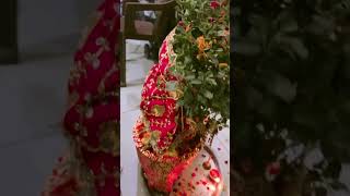 Tulsi vivah 🪴  #tulsivivah #tulsi #matarani #vivah #viral #viralshorts #shorts #girishkaminivlogs