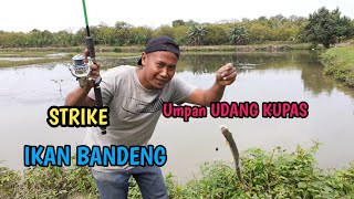 Ikan bandeng LIAR ini bikin jorang saya terkejut || Mancing bandeng || Mancing di kolam liar