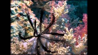 Deep South - Red sea, diving-safari 2014