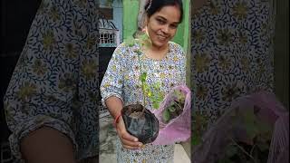 Aaj meri beti ne diya mujhe bohot pyara gift 🥰 #ytshorts #kitchengarden #gardening #reactionvideo