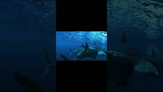 Okyanusun Efsanesi #youtube #shortsvideo #shortvideo #newvideo #megalodon