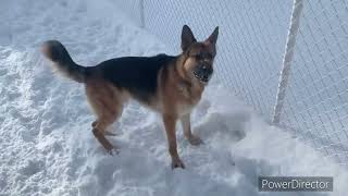 German Shepherd saying hello to neighbours