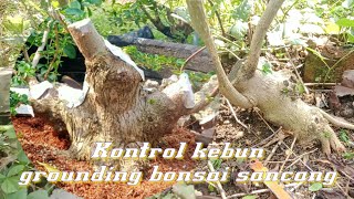 kontrol berkala kebun sancang