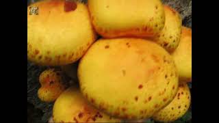 Pholiota cerifera. Champimaginatis. English Text.