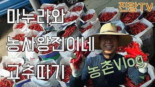 [농촌 Vlog] #1. 도시 마누라의 고추따기 체험