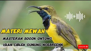 MASTERAN BURUNG SOGOK ONTONG ISIAN MEWAH CIBLEK GUNUNG NGEBREEENNN🔥🔥#sogokotong #masteranburung