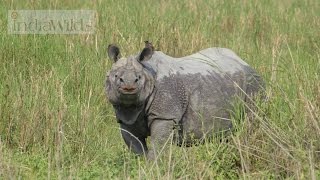 Wild India:  Rhino