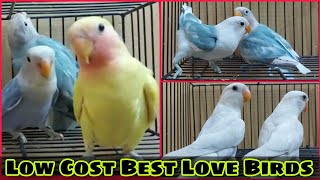 Low Cost Best Love Birds | Love Birds Latest Price Update | Birds Business EP 9