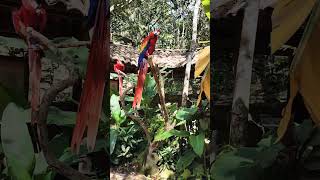 Macav Mountain Bird Park Copán Ruinas Honduras