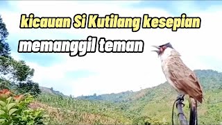 suara burung kutilang||kicauan Si Kutilang kesepian memanggil teman