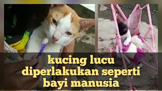 Bersama mamake, menyaksikan si meong kucing lucu, memperlakukan kucing seperti bayi manusia.