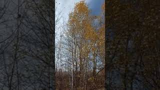 Ветер заблудился в берёзках Shorts The wind got lost in the birches