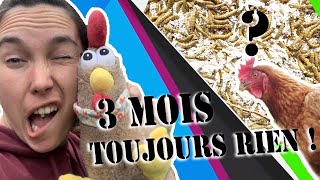 Elever facilement des vers de farine : épisode 2 toujours rien pour les poules !